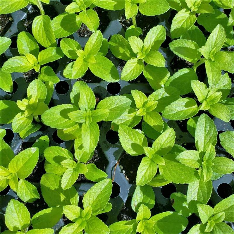 Ocimum 'Upright Green Basil' - Basil - Cellpack from Hillcrest Nursery