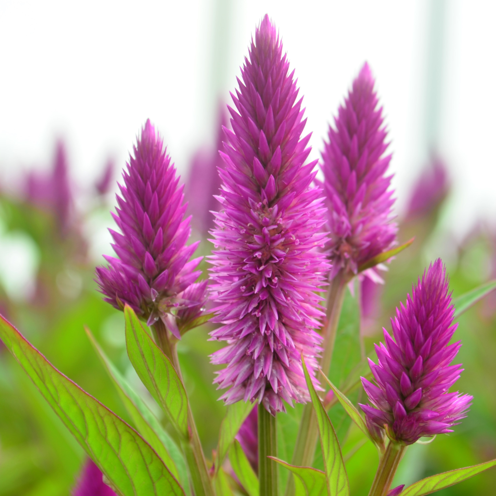 Celosia argentea var. spicata Intenz 'Classic' - Cockscomb from Hillcrest Nursery