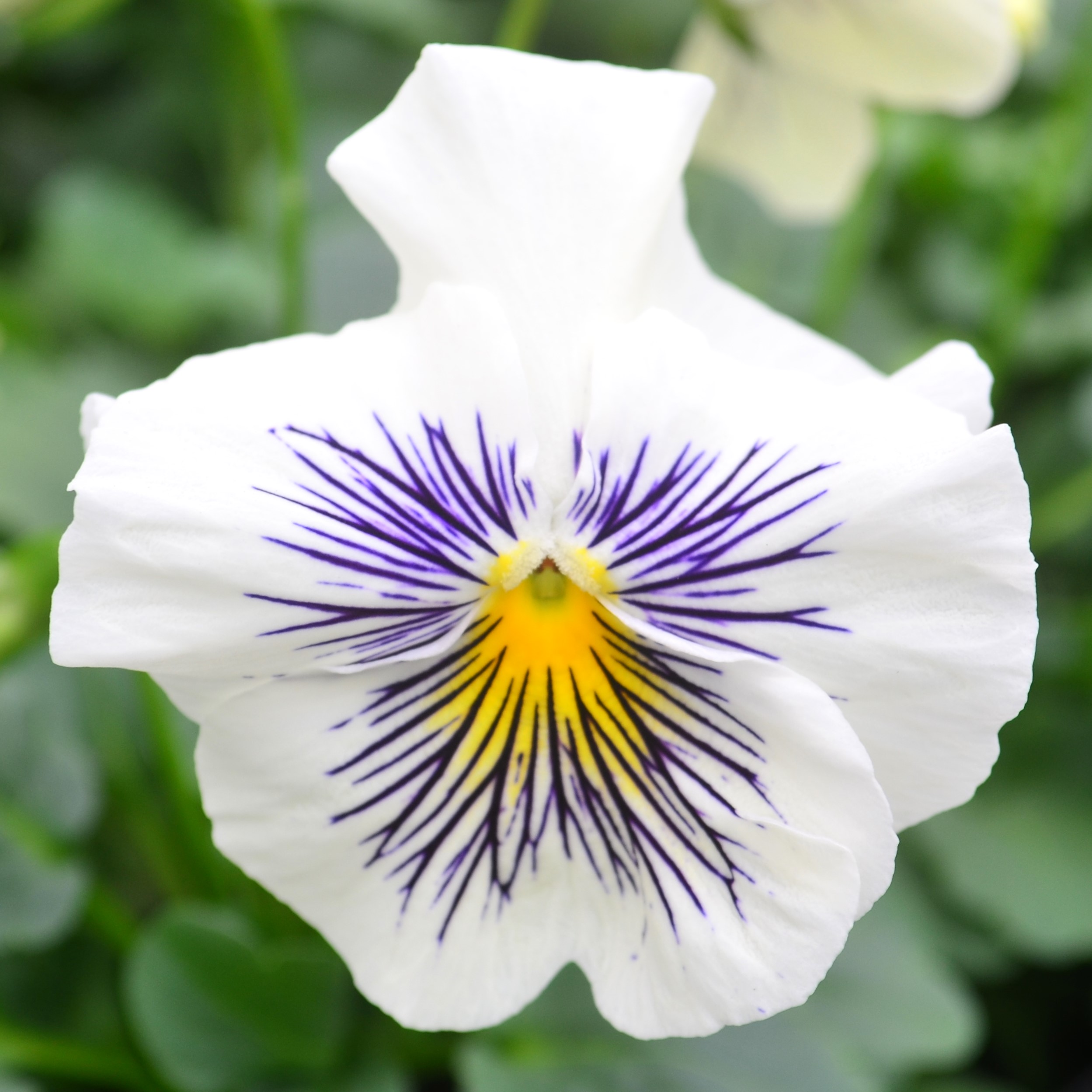 Pansy Viola wittrockiana White from Hillcrest Nursery