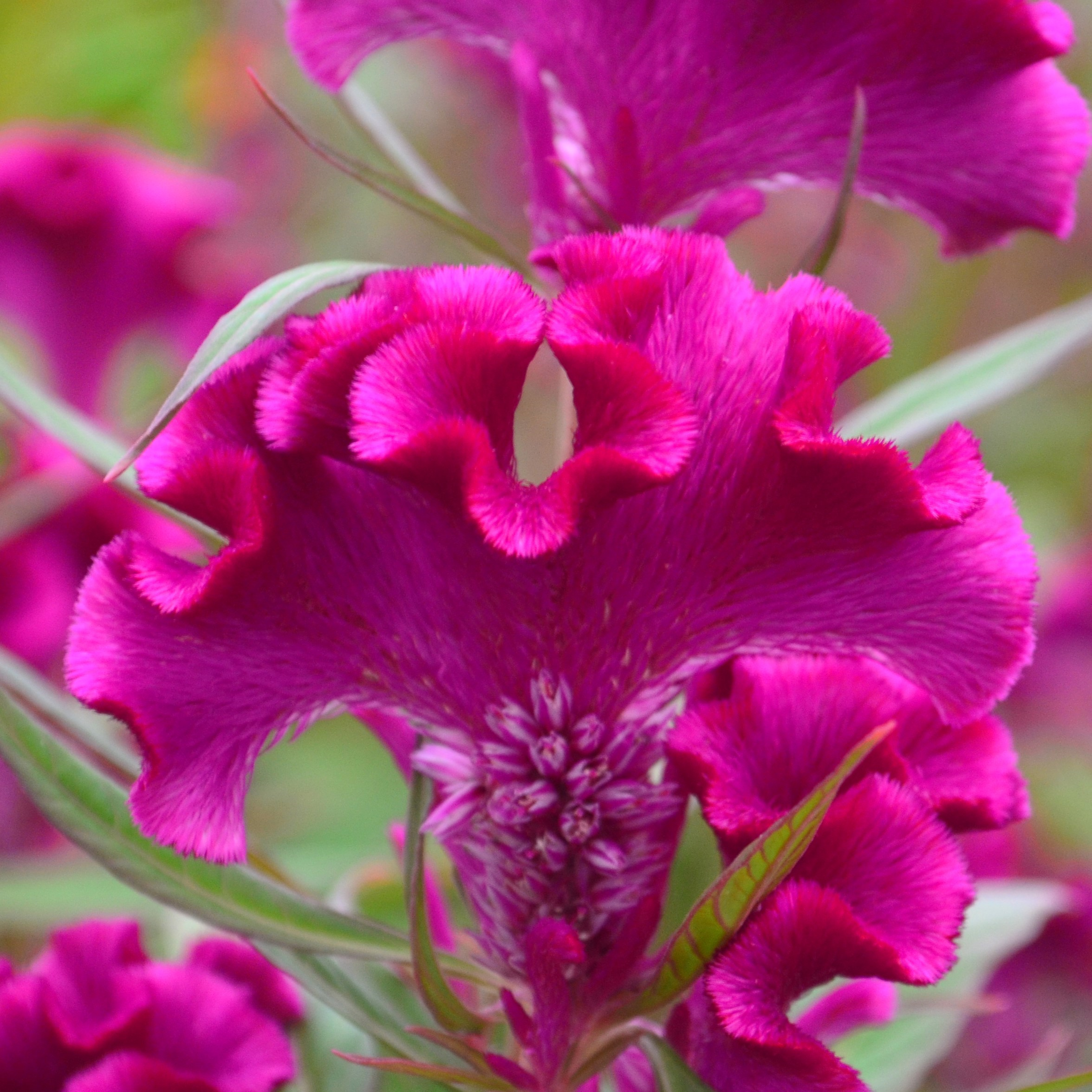 Cockscomb Celosia cristata Purple from Hillcrest Nursery