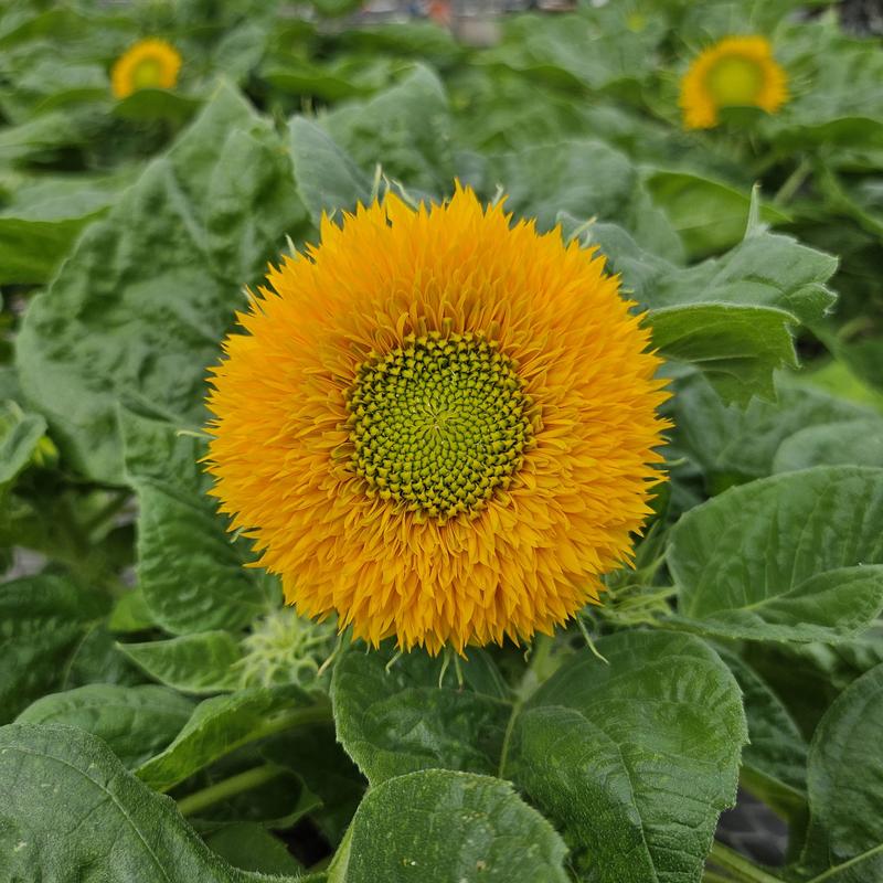 Helianthus annuus 'Teddy Bear' - Sunflower from Hillcrest Nursery