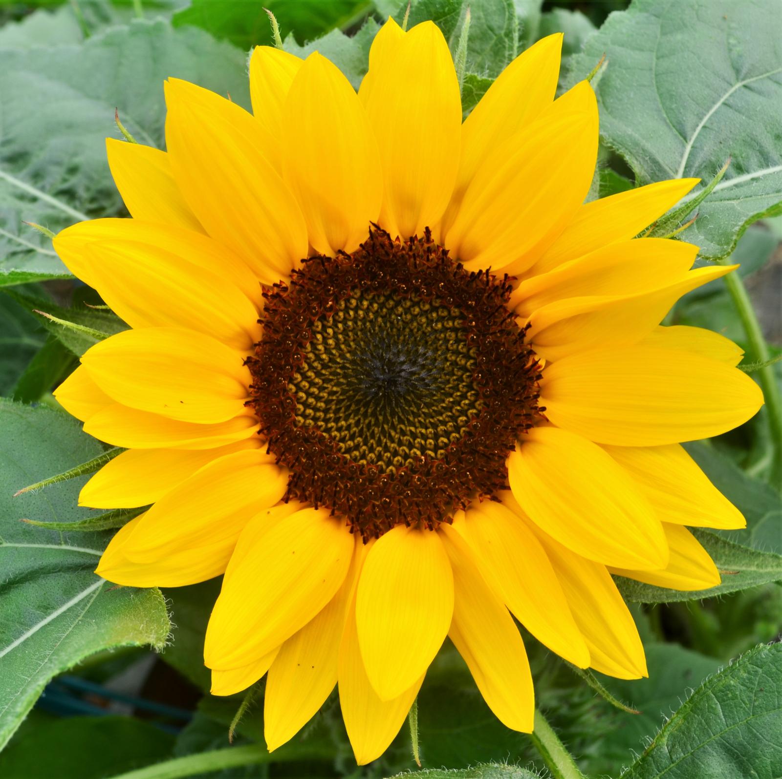 Helianthus annuus 'Sunny Smile' - Sunflower from Hillcrest Nursery