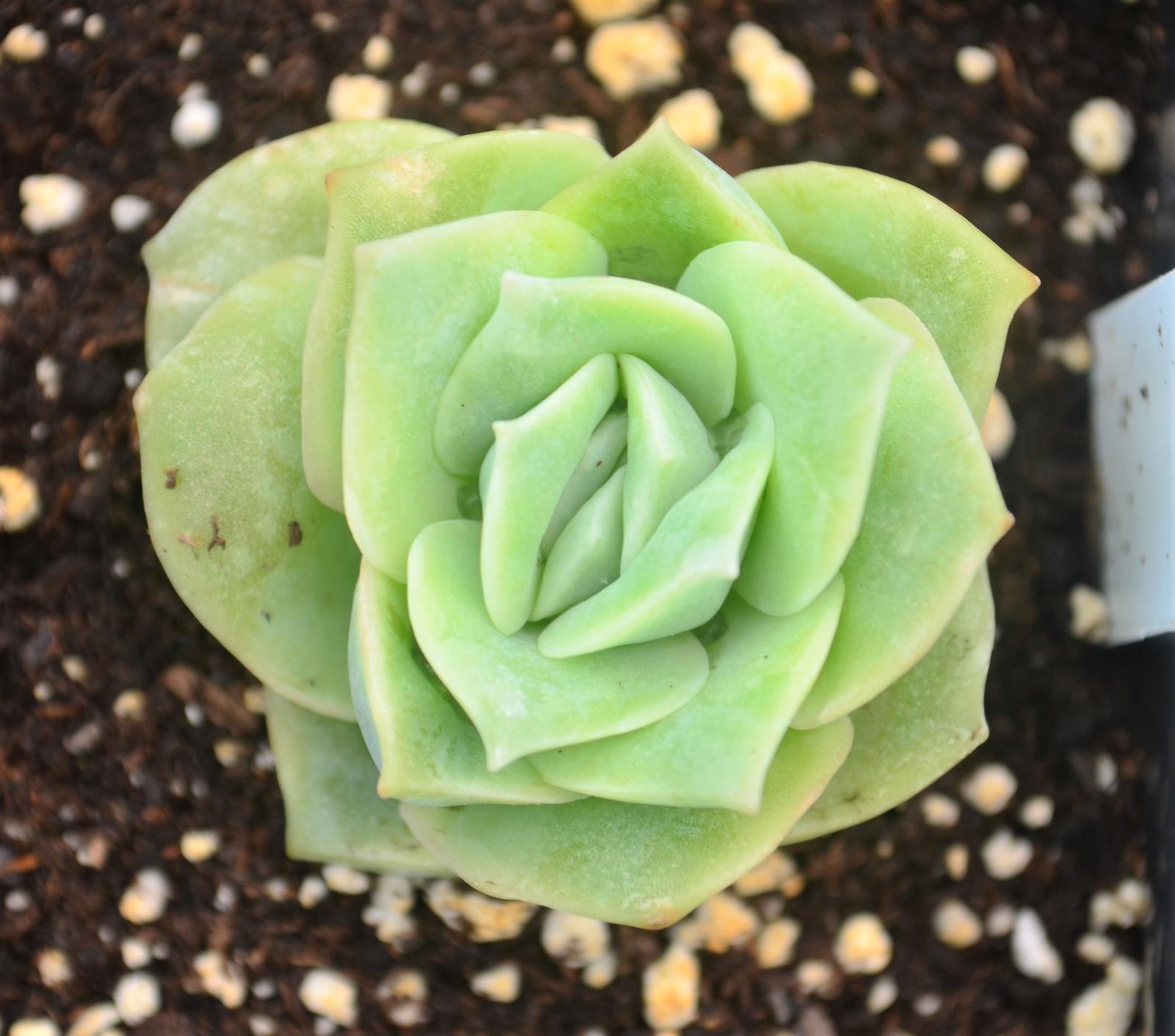 Echeveria 'Lovely Rose' - Echeveria from Hillcrest Nursery