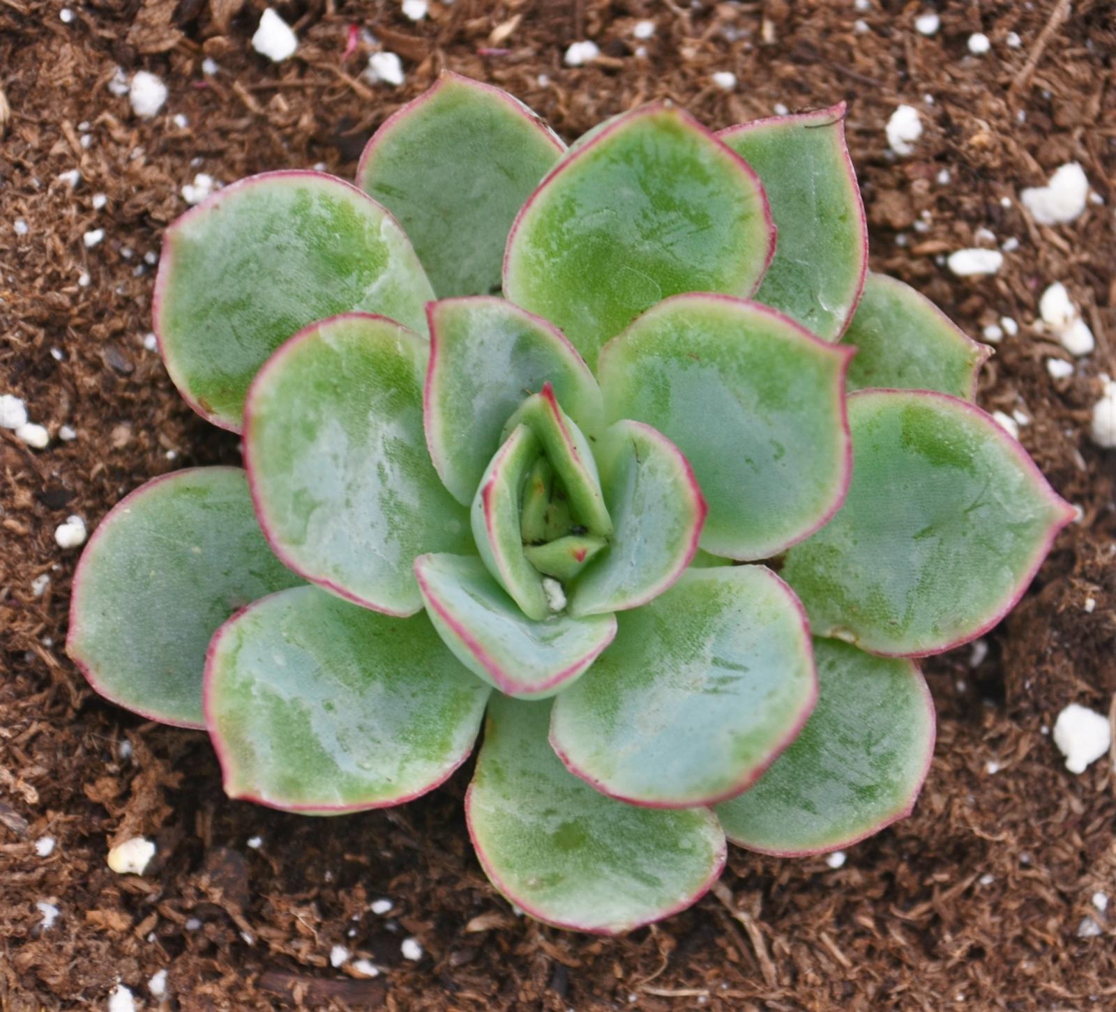 Echeveria 'Moonshine' - Echeveria from Hillcrest Nursery