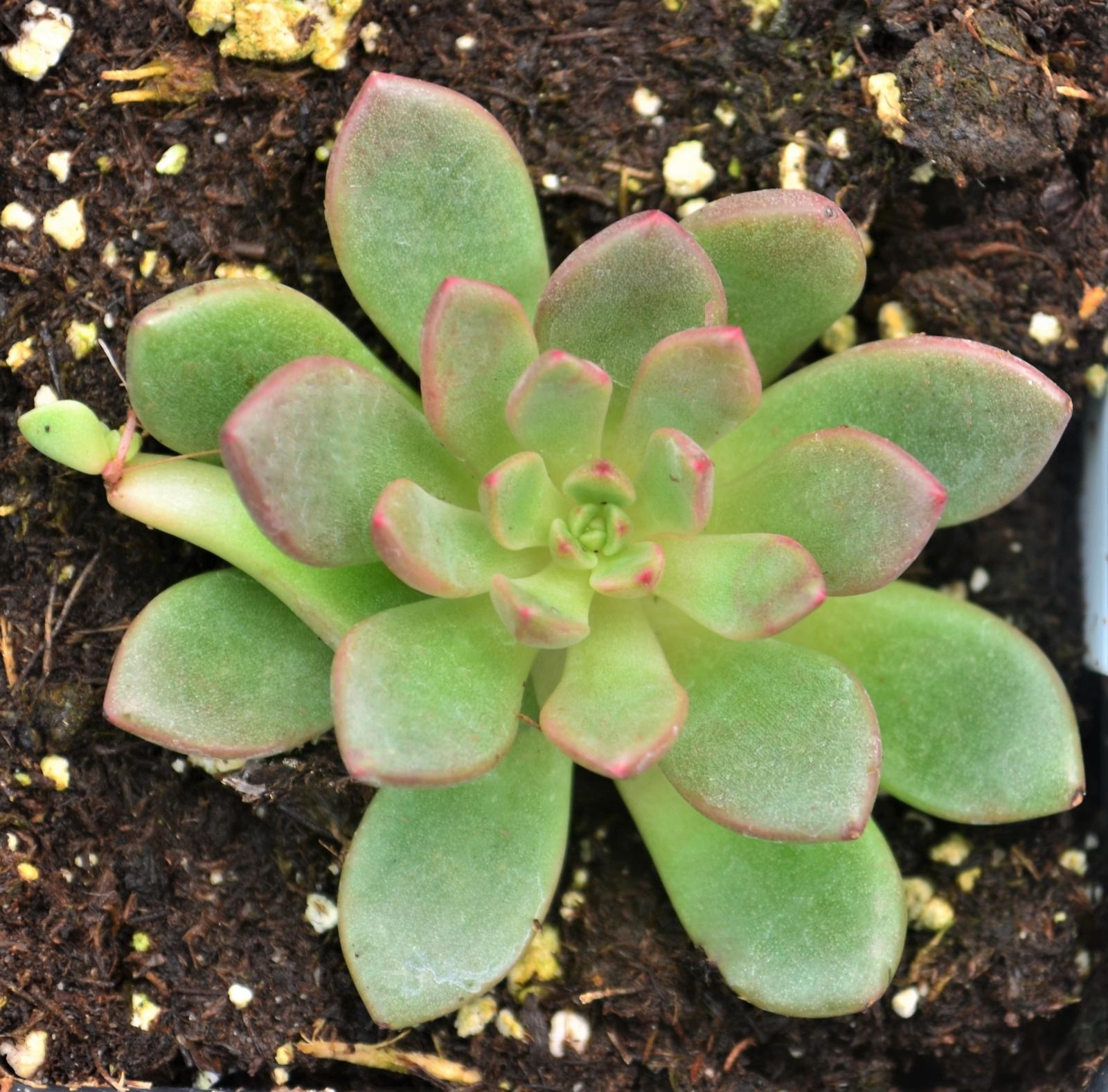 Echeveria 'Pink Rudy' - Echeveria from Hillcrest Nursery