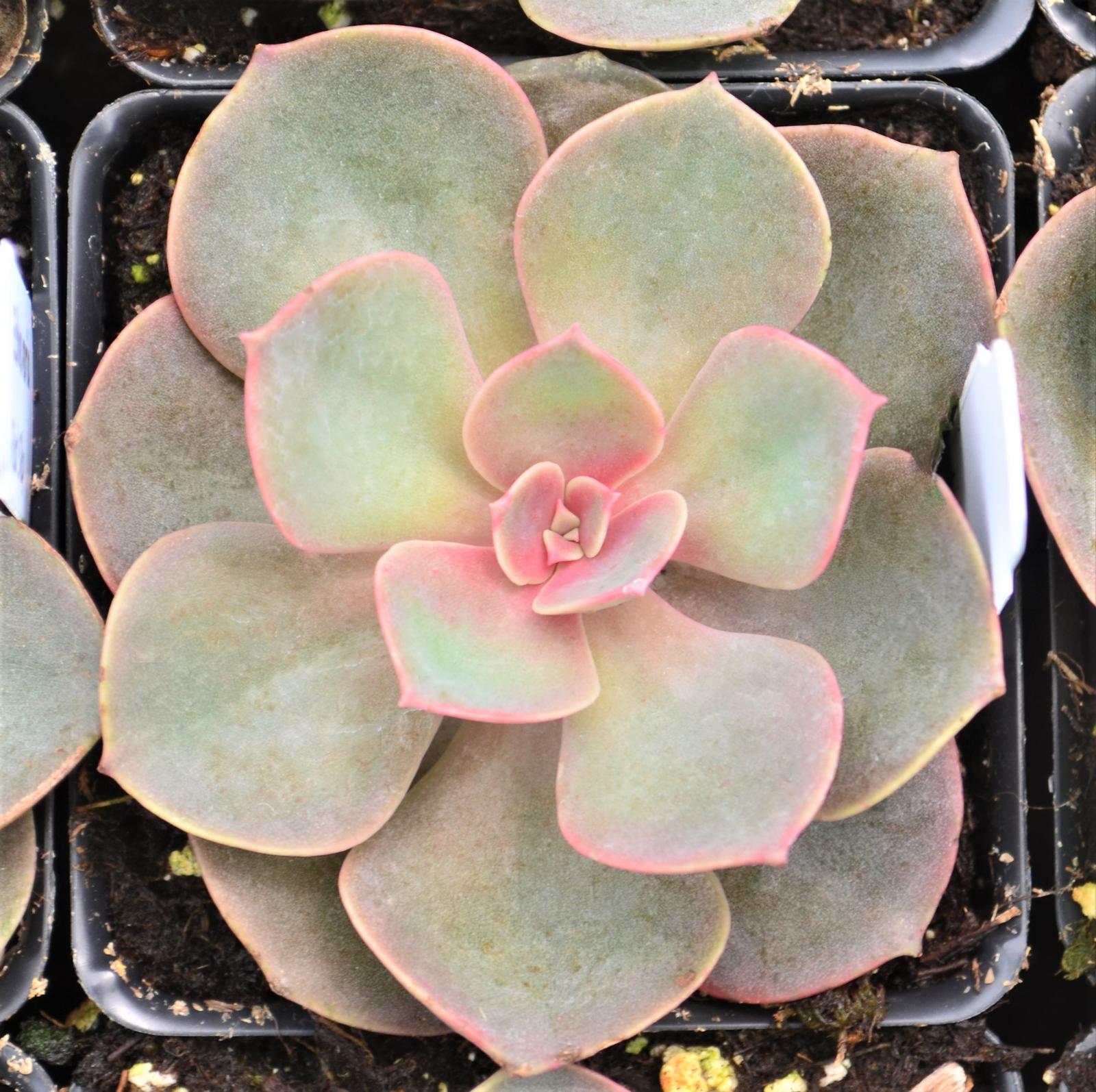 Echeveria 'Red Sky' - Echeveria from Hillcrest Nursery