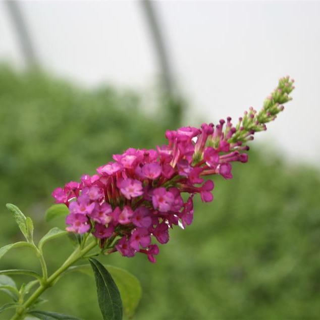 Butterfly Bush Buddleia davidii Hot Raspberry from Hillcrest Nursery