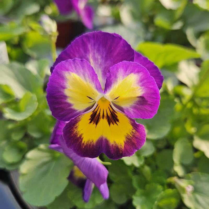 Viola cornuta ColorMax 'Berry Pie' - from Hillcrest Nursery