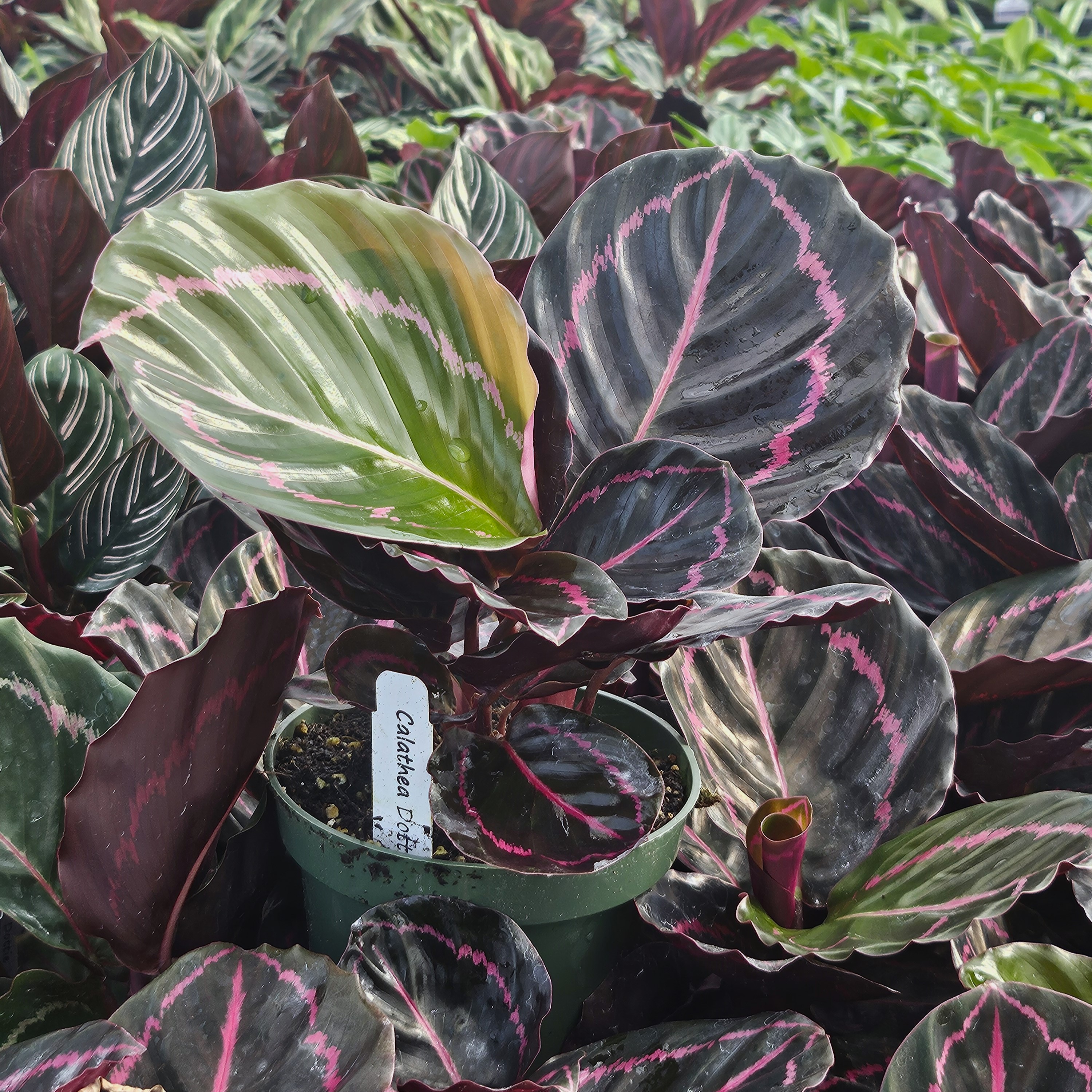 Calathea roseopicta 'Dottie' - Calathea from Hillcrest Nursery