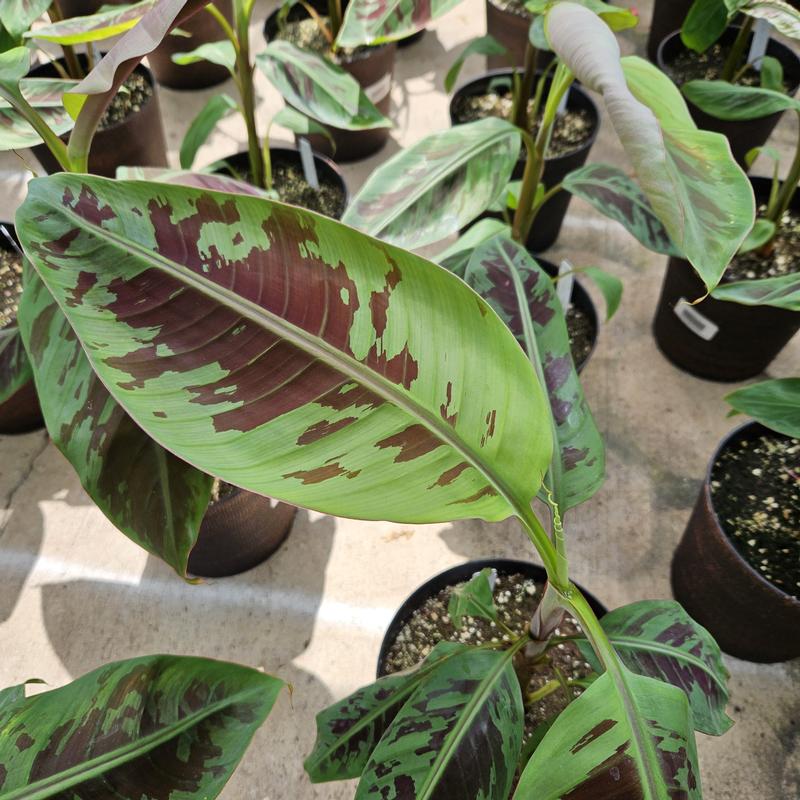 Banana Tree Musa Grand Nain x Zebrina Sumatrana x Cross Banana from