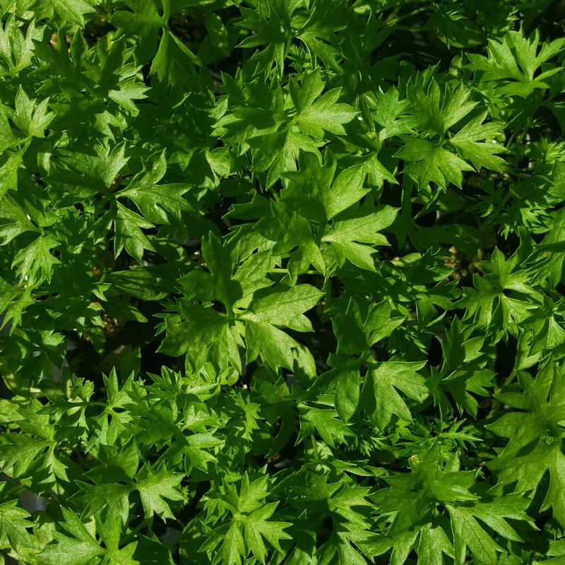 Petroselinum crispum 'menuette' - Parsley Menuette Cell Pack from Hillcrest Nursery