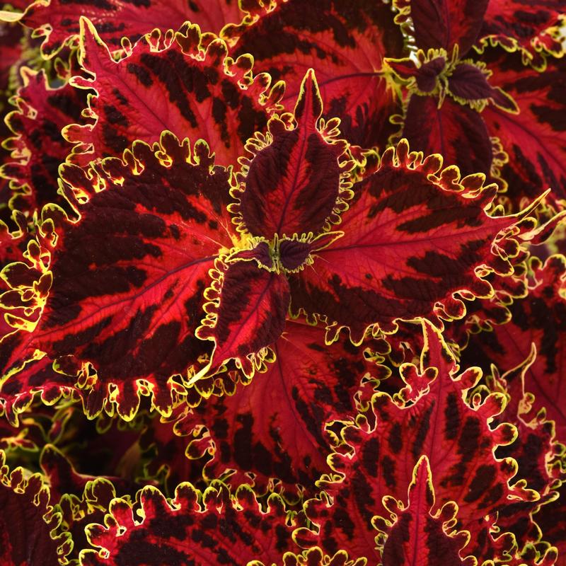 Solenostemon scutellarioides 'Solar Flare' - Photo courtesy of Ball Horticultural Company