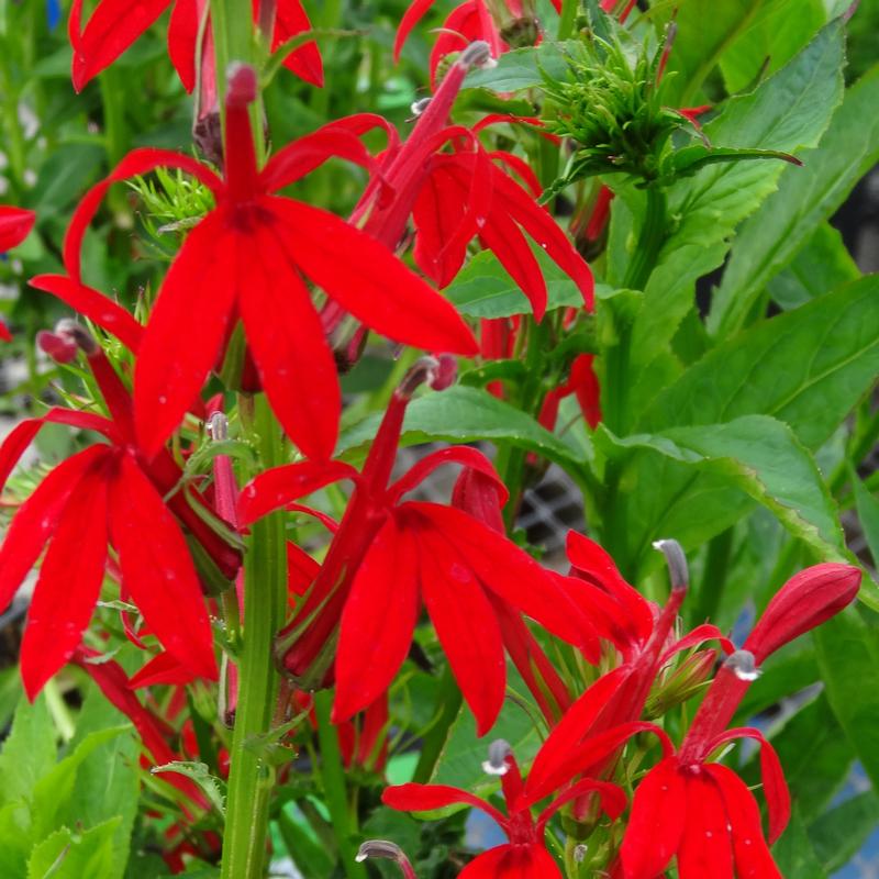 Lobelia cardinalis 'Green Native' - Cardinal Flower from Hillcrest Nursery
