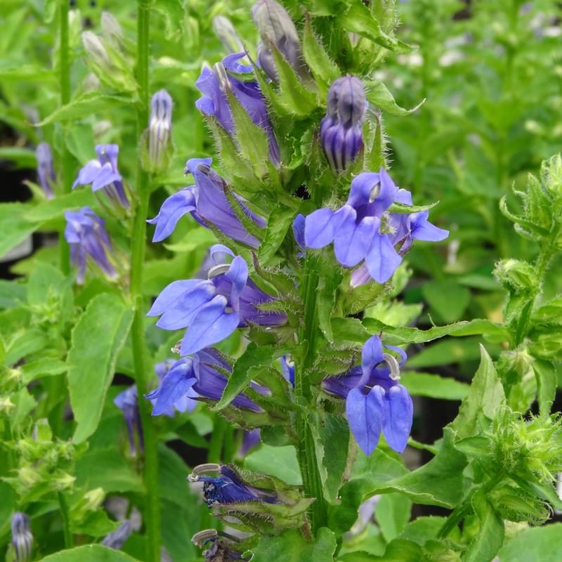 Lobelia silphilitica 'Great Blue' - Cardinal Flower from Hillcrest Nursery