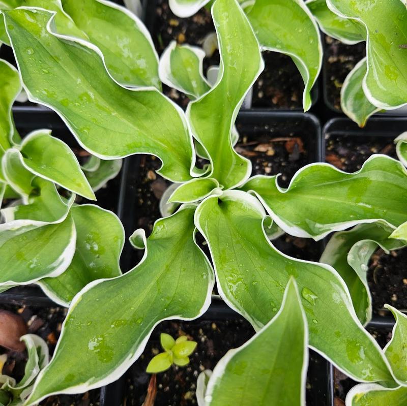 Hosta 'Lets Twist Again' - Plantain Lily from Hillcrest Nursery