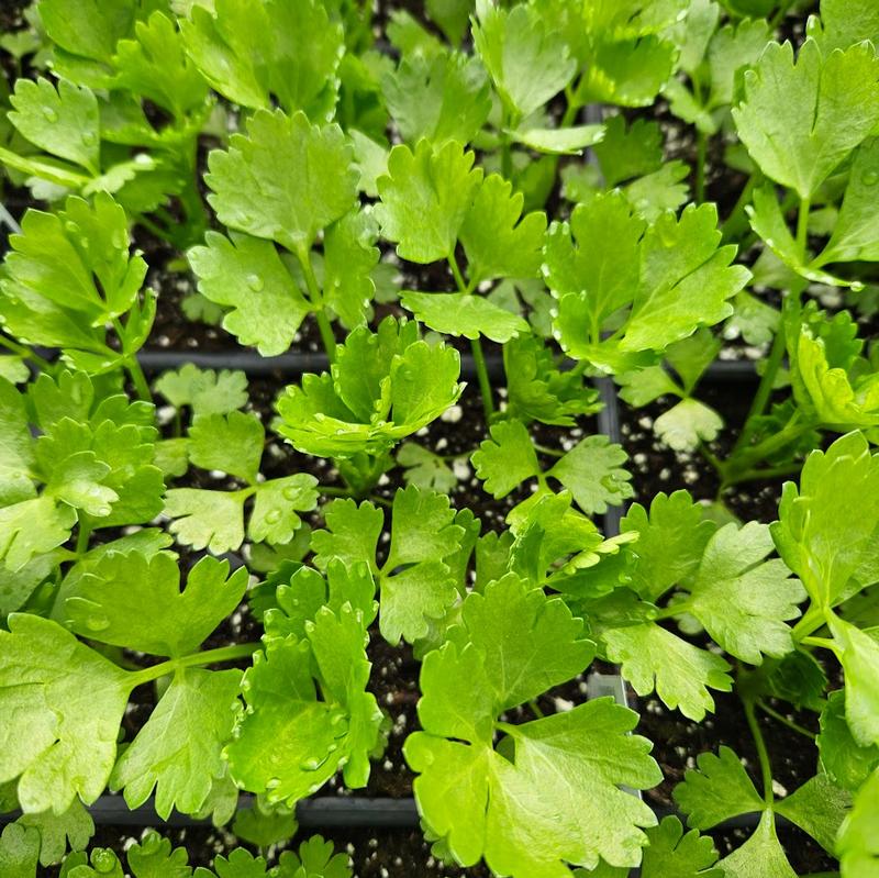 Celery 'Tango' - Celery from Hillcrest Nursery