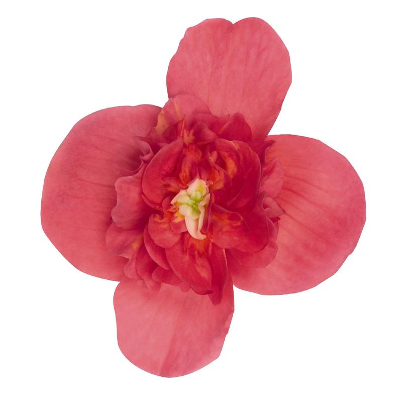 Begonia x hybrida First Kiss 'Hot Pink' - Begonia - Image Courtesy of Ball Horticultural Company