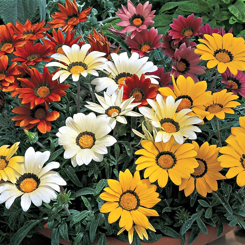 Gazania splendens Kiss 'Mix' - Treasure Flower - Image Courtesy of Ball Horticultural Company