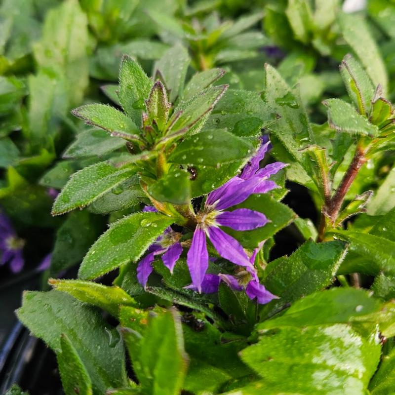 Scaevola Scala 'Capella Purple' - Fan Flower from Hillcrest Nursery