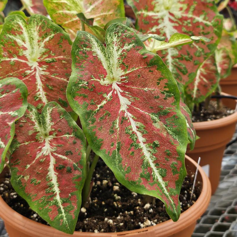 Caladium x hortulanum 'Just Saucy' - Caladium from Hillcrest Nursery