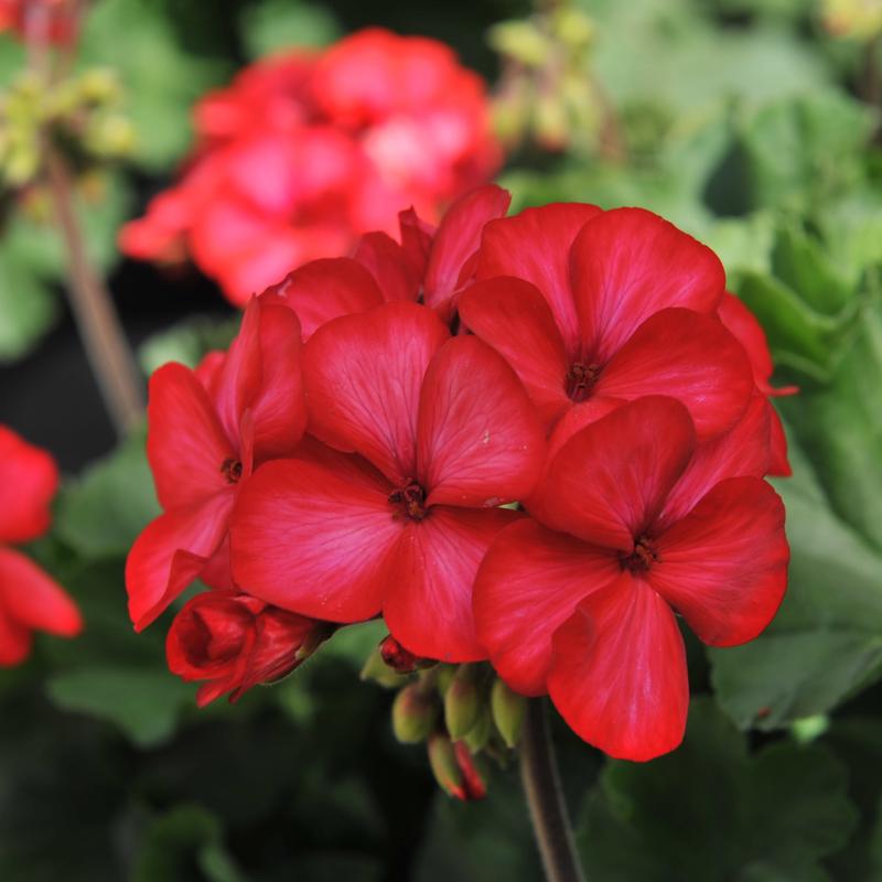 Pelargonium interspecific Sarita 'Sunstar Red' - Geranium from Hillcrest Nursery