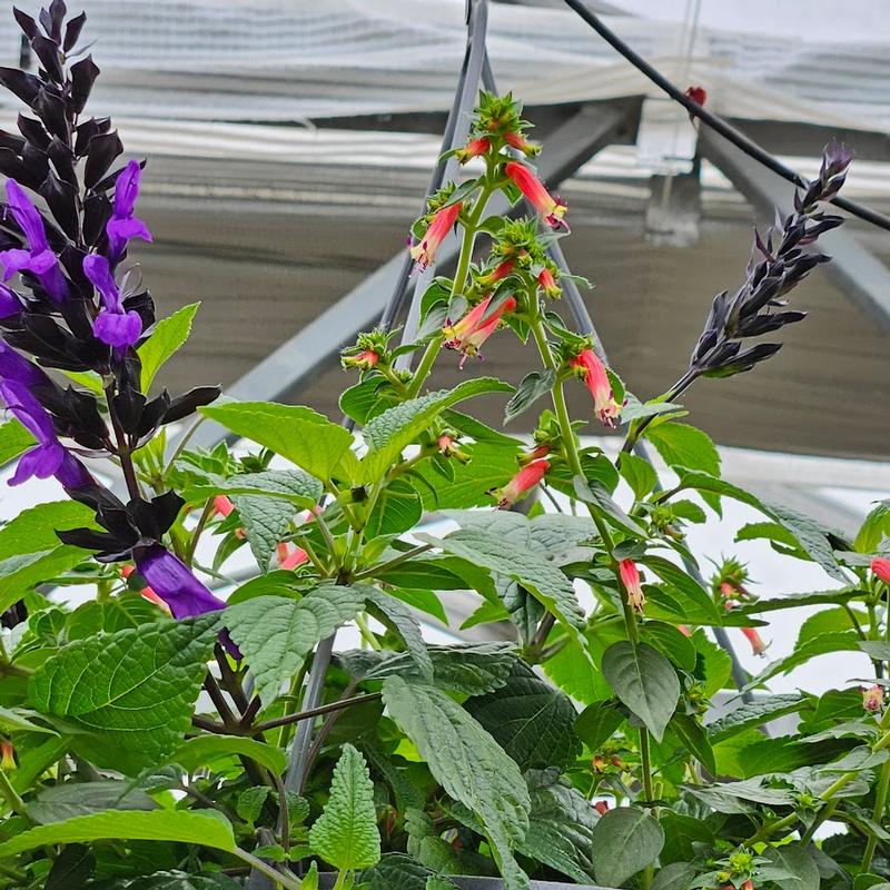 Salvia Combo 'Hummingbird & Cuphea' - Salvia from Hillcrest Nursery