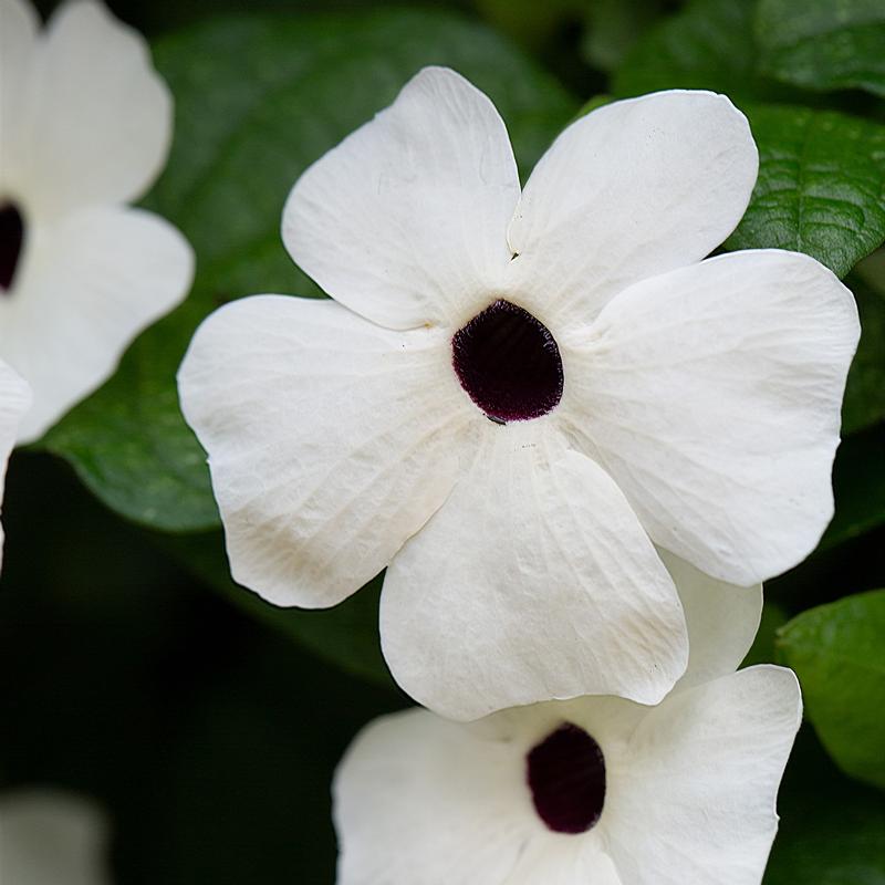 Thunbergia alata Tower Power 'White' - Thunbergia from Hillcrest Nursery