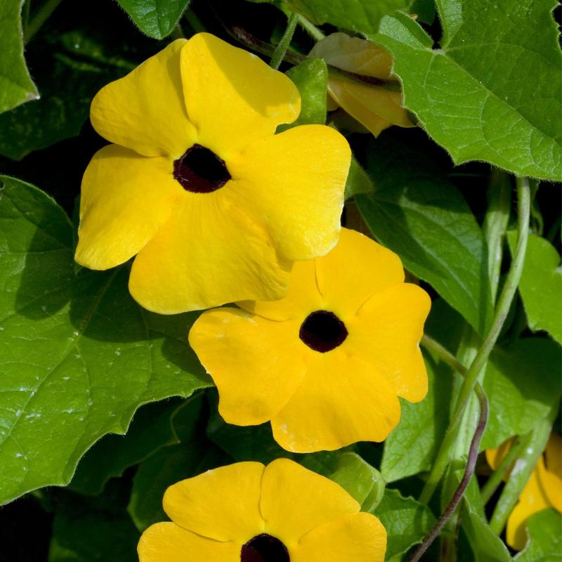 Thunbergia alata Tower Power 'Yellow' - Thunbergia from Hillcrest Nursery