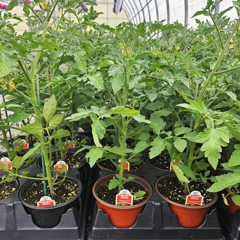 Lycopersicon esculentum '4th of July' - Tomato from Hillcrest Nursery
