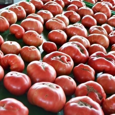 Lycopersicon esculentum 'German Johnson' - Tomato from Hillcrest Nursery