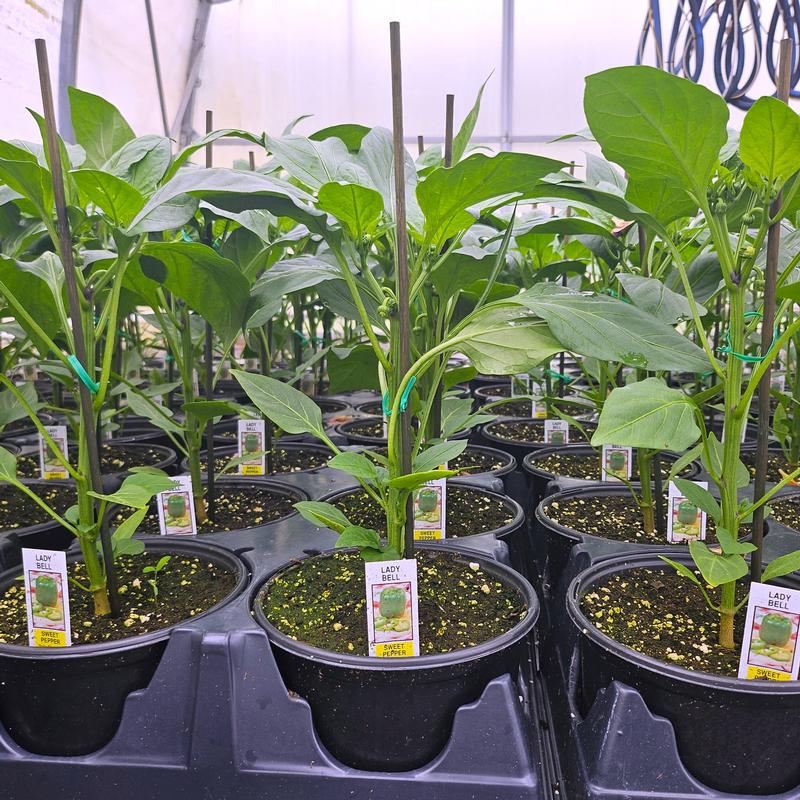 Capsicum annuum 'Lady Belle' - Pepper from Hillcrest Nursery