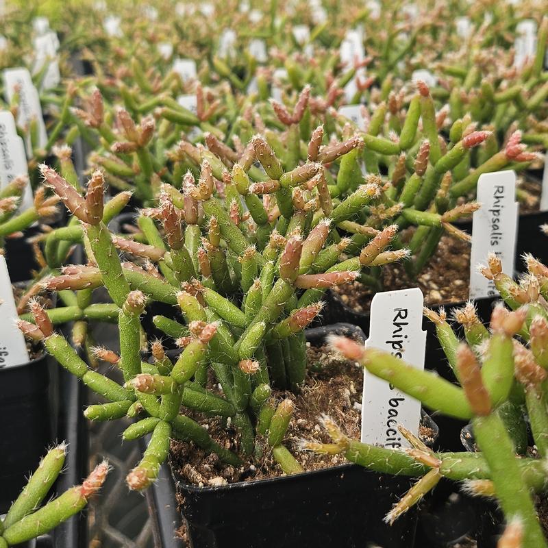 Rhipsalis baccifera - Mistletoe Cactus from Hillcrest Nursery