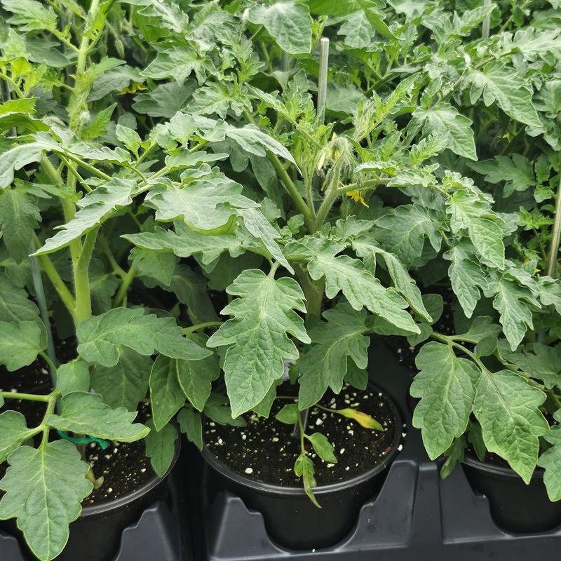 Lycopersicon esculentum 'Fresh Salsa' - Tomato from Hillcrest Nursery