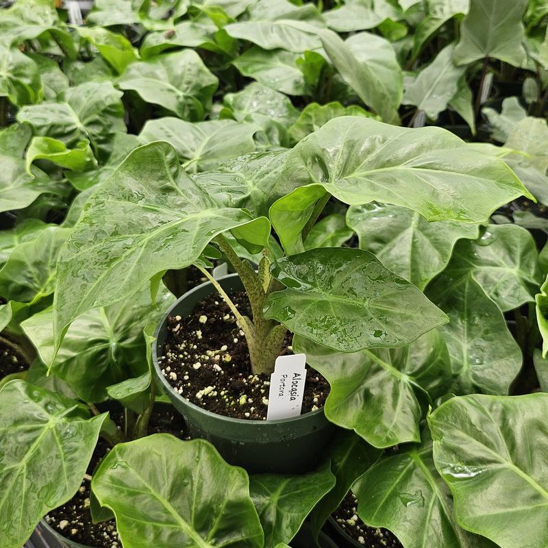Alocasia amazonica 'Portora' - Alocasia from Hillcrest Nursery
