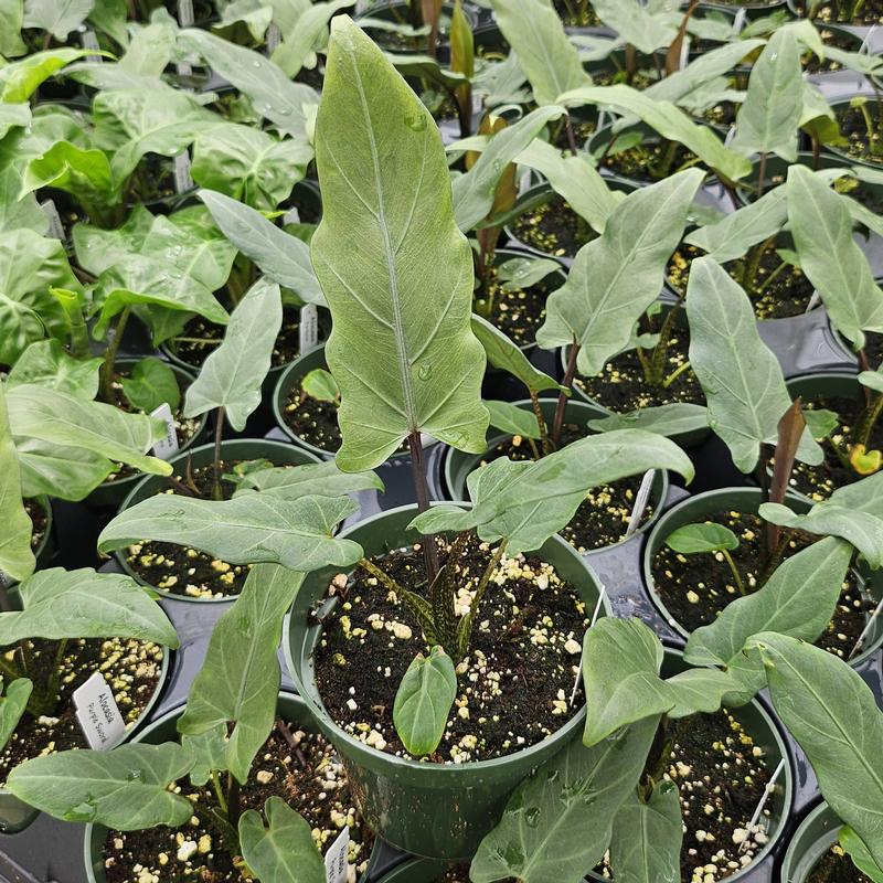 Alocasia lauterbachiana 'Purple Sword' - Alocasia from Hillcrest Nursery