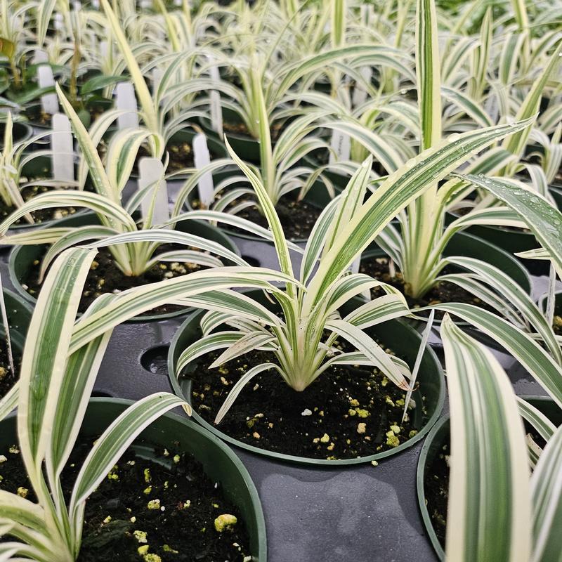 Dianella tasmanica 'Silver Streak' - Flax Lily from Hillcrest Nursery