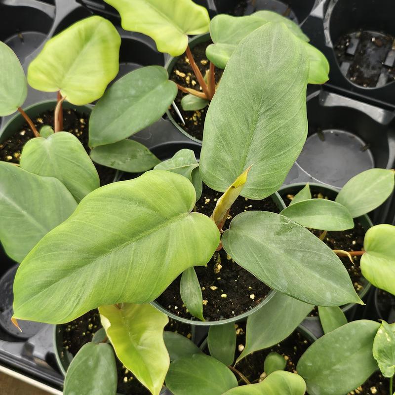 Philodendron mayoi - Philodendron from Hillcrest Nursery