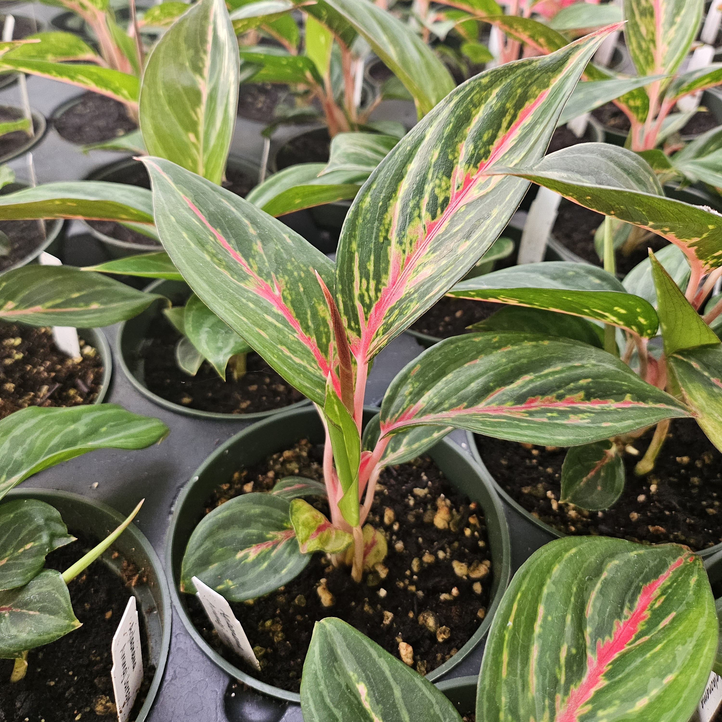 Aglaonema commutatum 'Ammaj Jareon' - Chinese Evergreen from Hillcrest Nursery