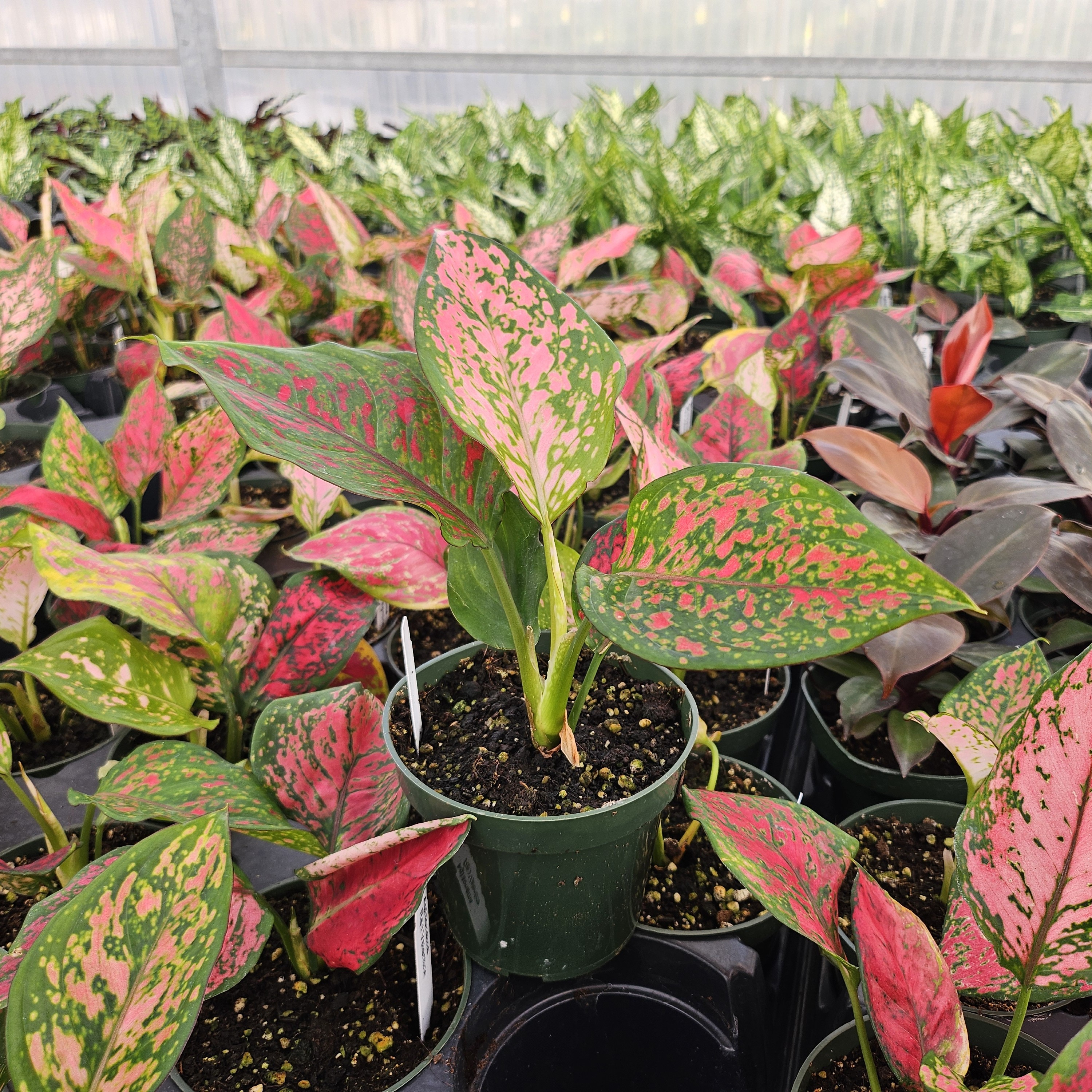 Aglaonema commutatum 'Red Valentine' - Chinese Evergreen from Hillcrest Nursery