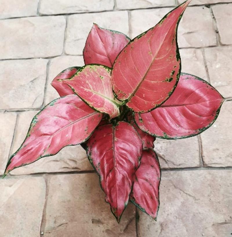 Aglaonema modestum 'Anyamanee Dang' - Chinese Evergreen from Hillcrest Nursery