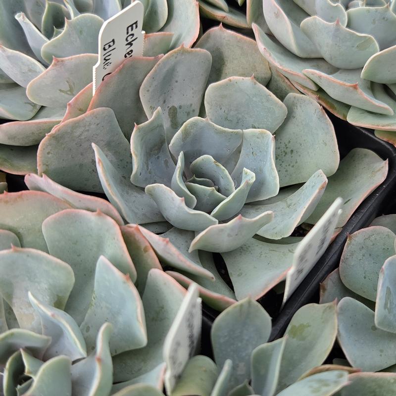 Echeveria 'Blue Curls' - Echeveria from Hillcrest Nursery