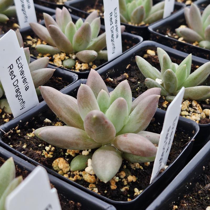 Echeveria 'Red Dragonfly' - Echeveria from Hillcrest Nursery