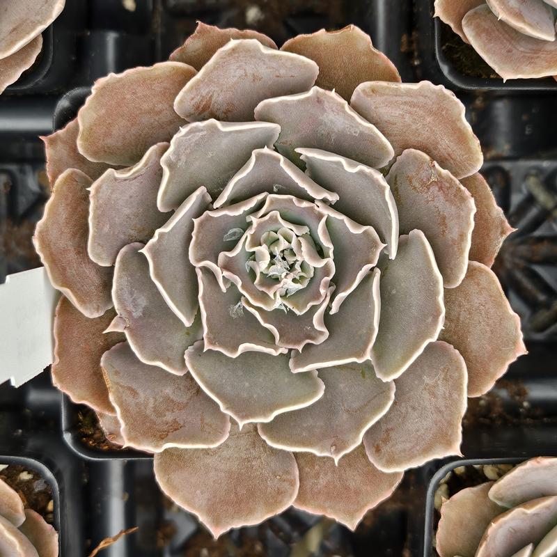 Echeveria shaviana 'Compacta' - Echeveria from Hillcrest Nursery