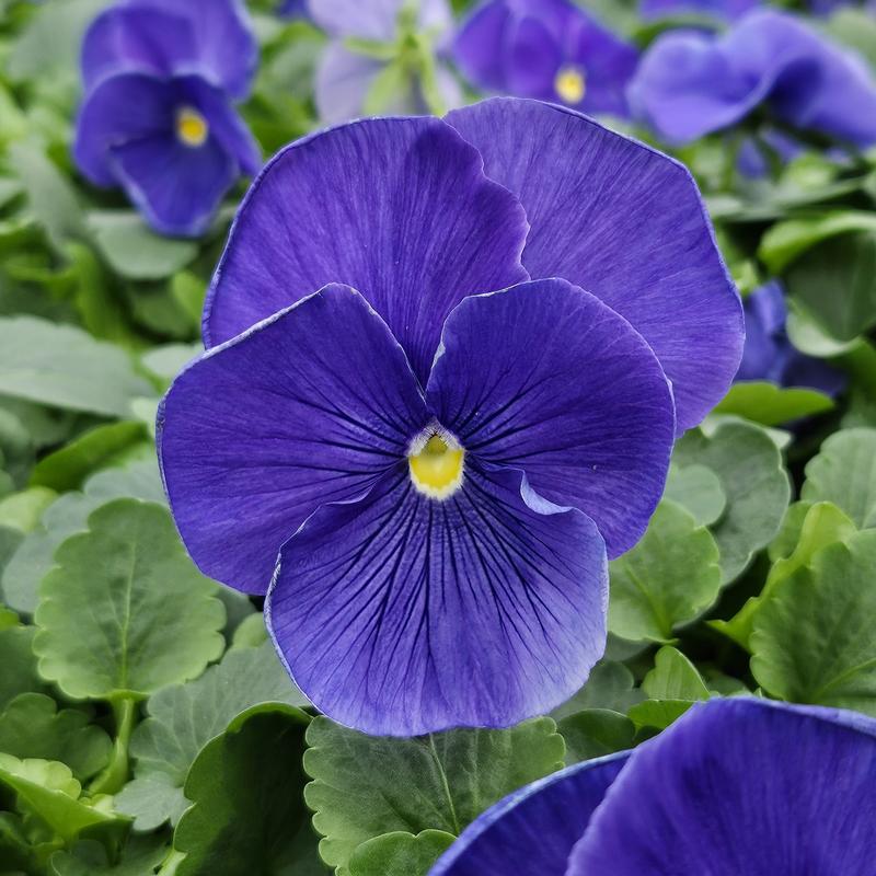 Viola wittrockiana Colossus 'True Blue' - Pansy from Hillcrest Nursery