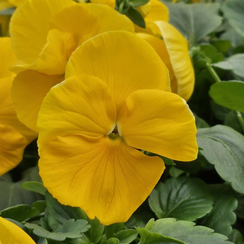 Viola wittrockiana Colossus 'Yellow' - Pansy from Hillcrest Nursery