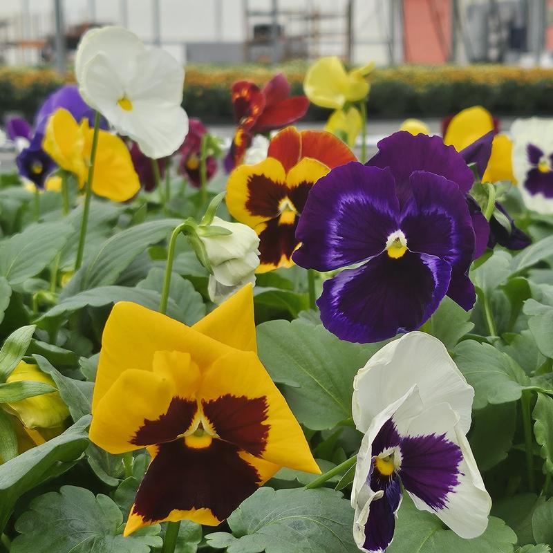 Viola wittrockiana Colossus 'Mix' - Pansy from Hillcrest Nursery
