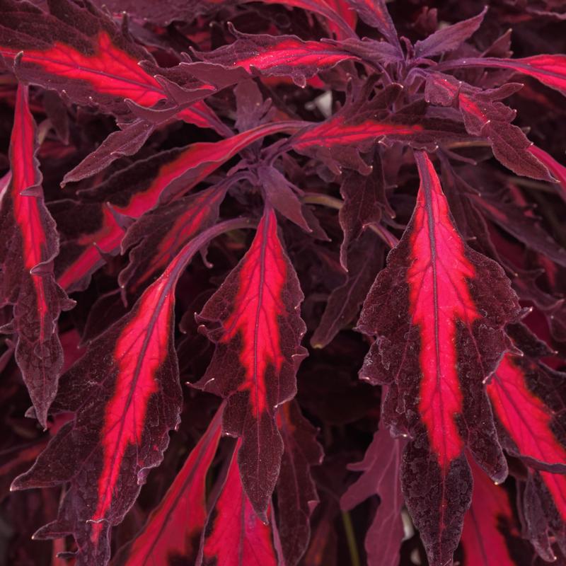 Solenostemon scutellarioides FlameThrower 'Adobo Pink' - Photo Courtesy of Ball Horticultural Company