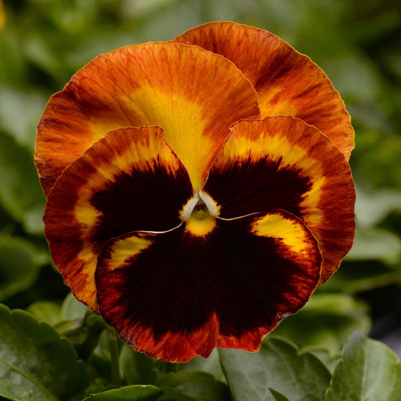 Viola wittrockiana Matrix 'Solar Flare' - Photo Courtesy of Ball Horticultural Company