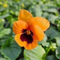 Viola wittrockiana Select 'Orange w/ Blotch' - Pansy from Hillcrest Nursery