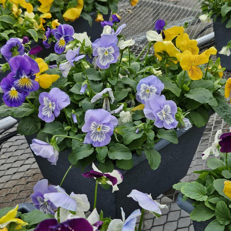 Viola wittrockiana Cats Plus 'Mix' - Pansy from Hillcrest Nursery